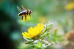 Rathausblumenkästen: Bepflanzung mit insektenfreundlichen Pflanzen
