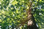 Baum vor Bau: Maßnahmen zum Schutz alter, ökologisch wertvoller Bäume