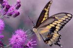 Internationaler Tag der Biodiversität am 22. Mai 2021: Auch in Nürnberg Aktivitäten zu mehr biologischer Vielfalt verstärken