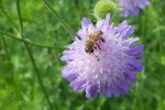 Biodiversität: Mehr Platz für Insekten