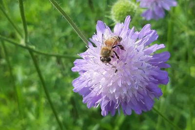 Lilafarbene Blume, auf der eine Honigbiene sitzt