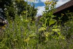 Eine Gartenschau für Nürnberg?