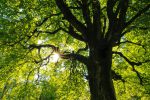 EU-Verordnung zur Wiederherstellung der Natur: Was bedeutet dies für Nürnberg?