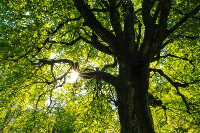 Grüne Baumkrone eines sehr großen Baums von unten fotografiert