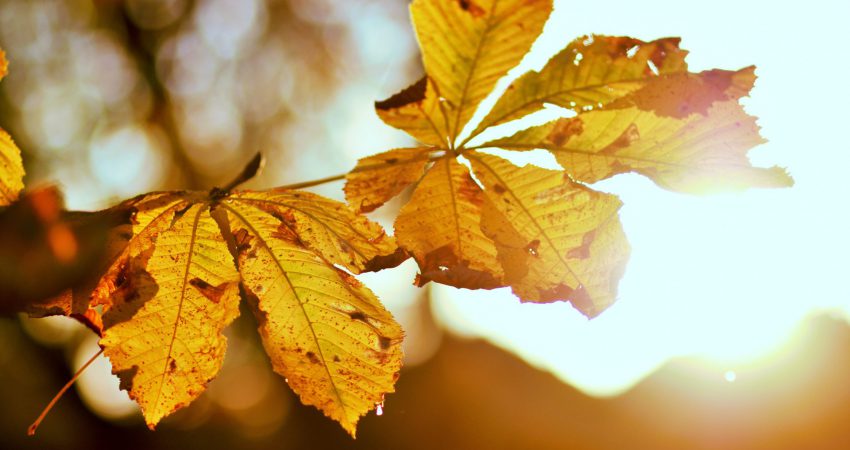 Gelbe Kastanienblätter in der Herbstsonne