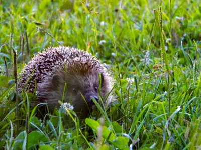 ein Igel auf einer Wiese