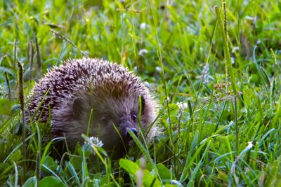 ein Igel auf einer Wiese