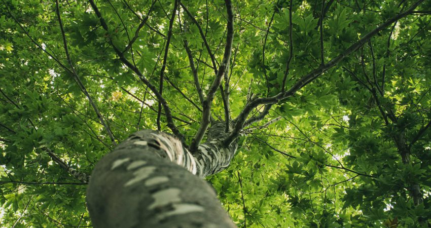 Baum mit großem Stammumfang und grüner Krone von unten fotografiert