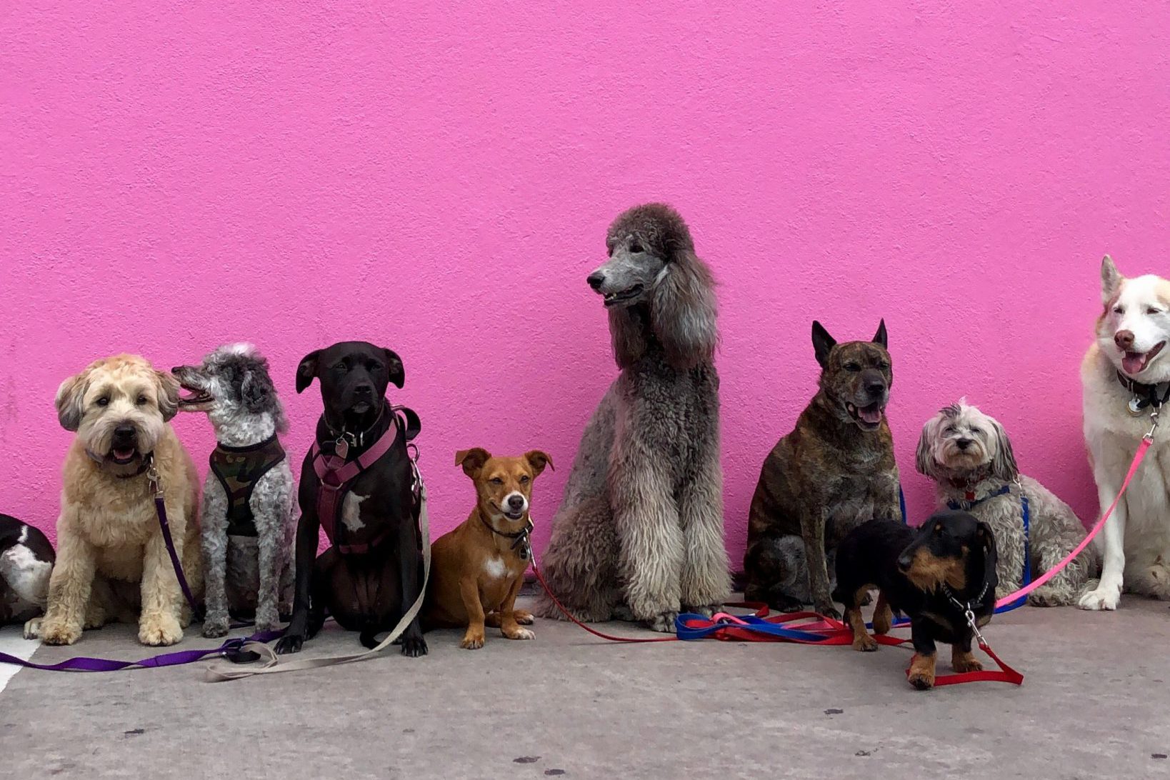 große und kleine Hunde mit jeweils einer Leine um den Hals, die vor einer pinken Wand stehen