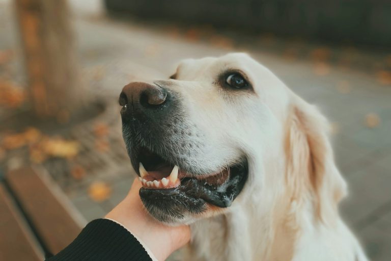 Verkleinerung der Hundewiese im Marienbergpark – Bitte um mehr Transparenz und Beteiligung