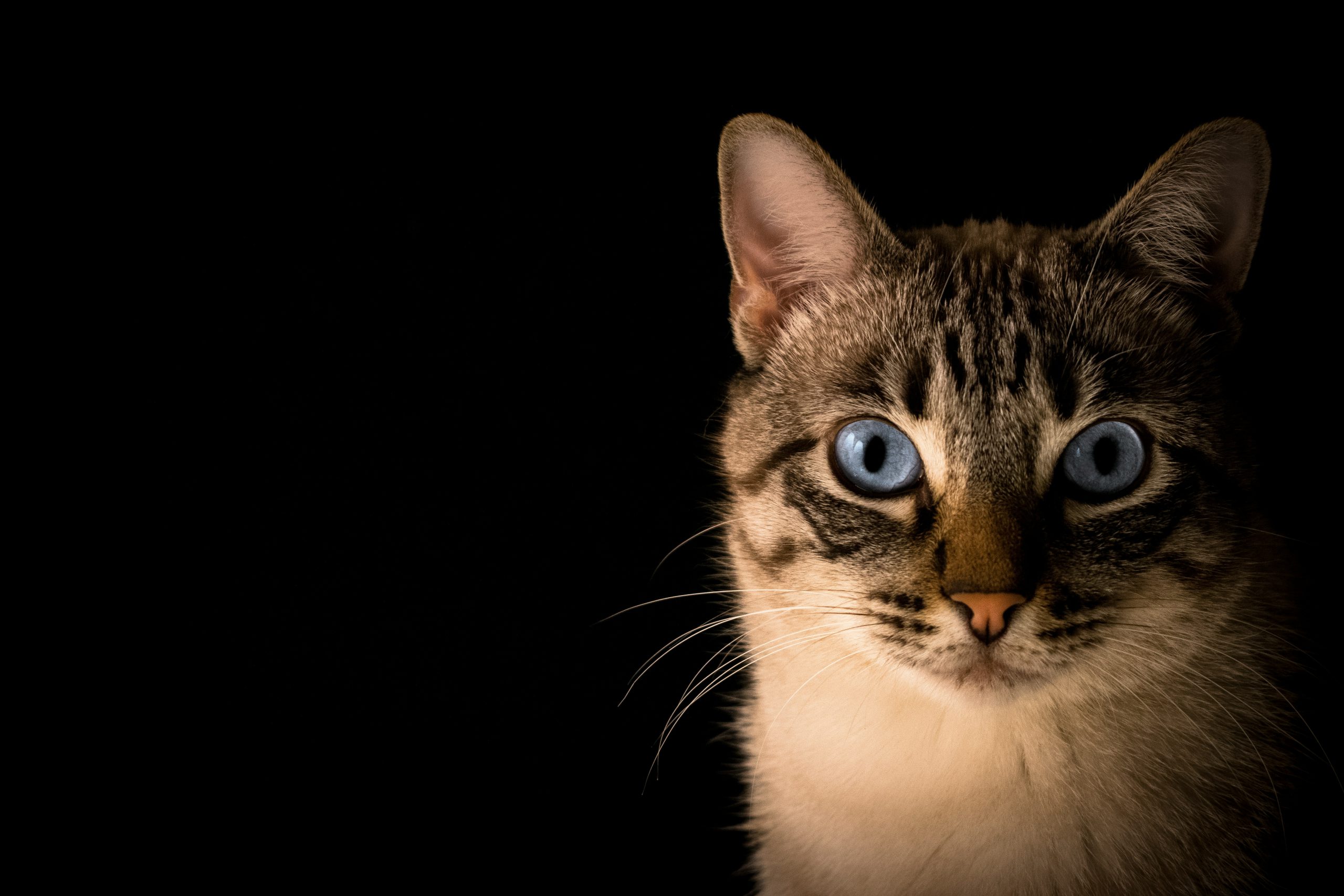 Getigerte Katze