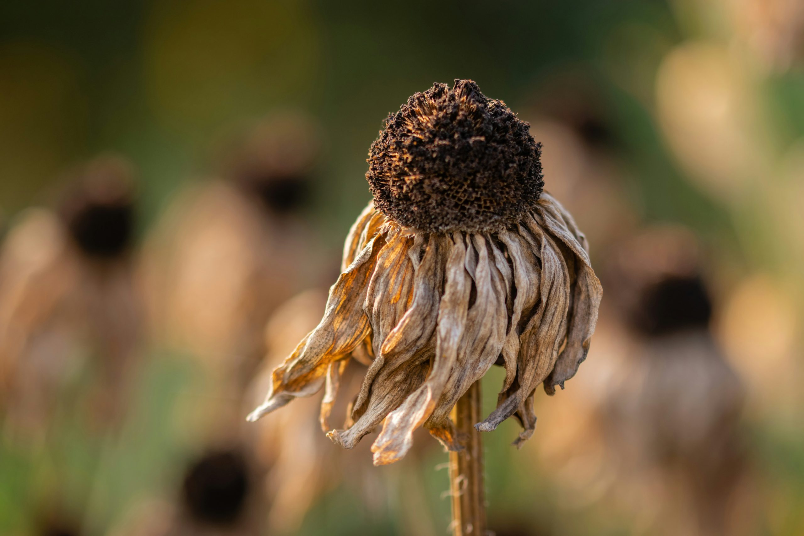 eine vertrocknete Blume