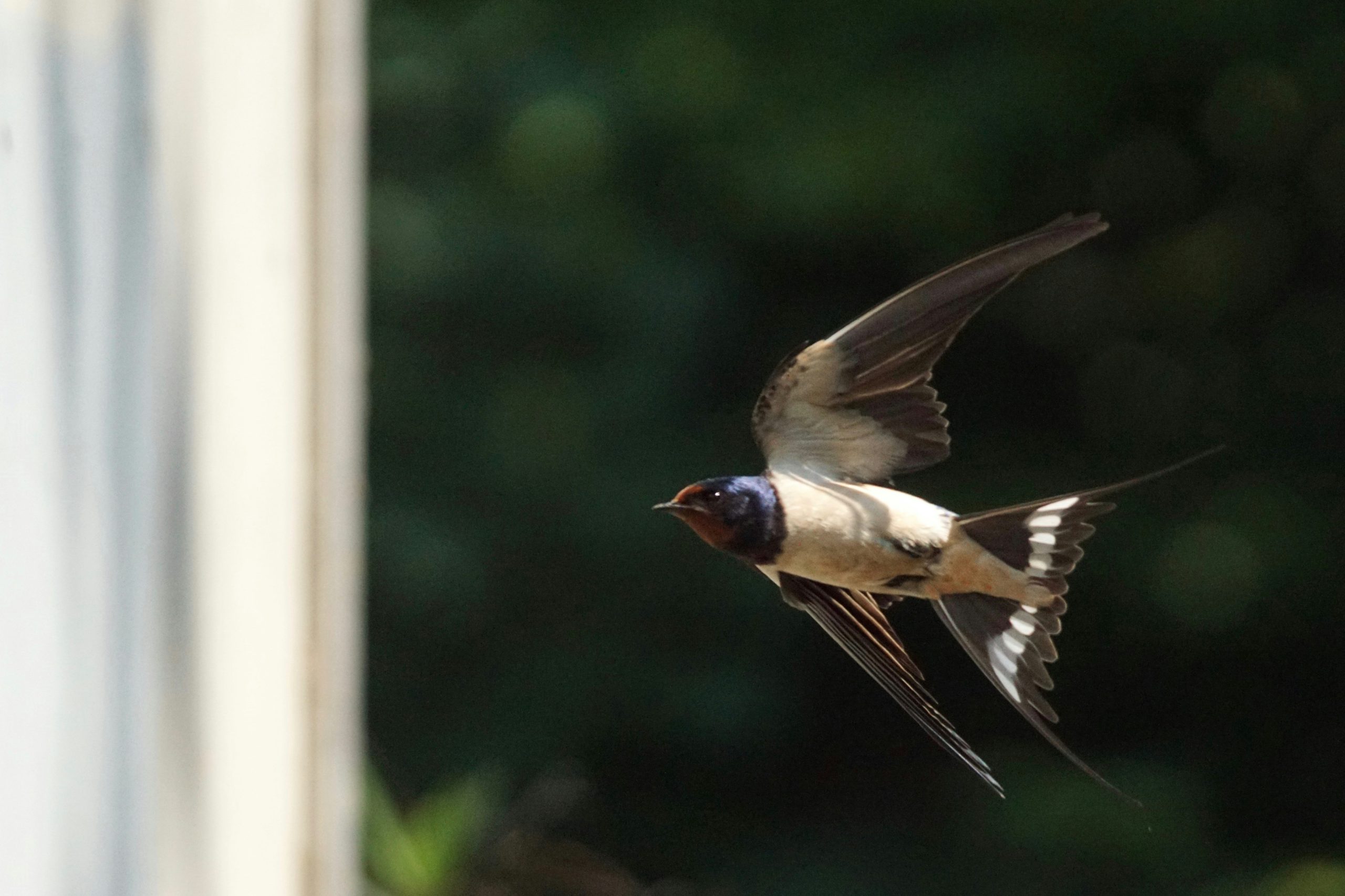 Rauchschwalbe im Flug fotografiert, im Hintergrund ein Wald