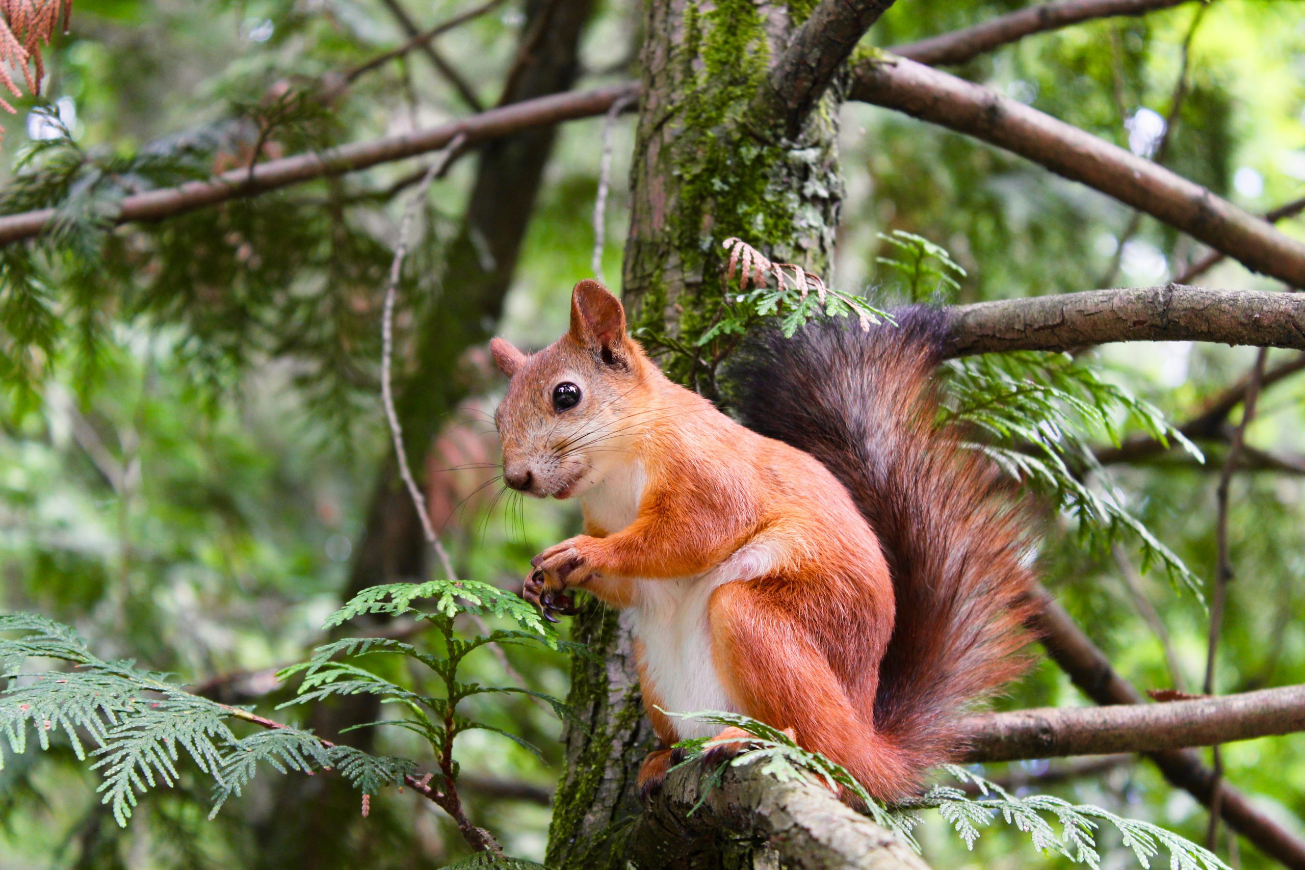 rot-braunes Eichhörnchen mit weißem Bauch, das auf einem Ast sitzt und die Pfoten vor der Brust hält