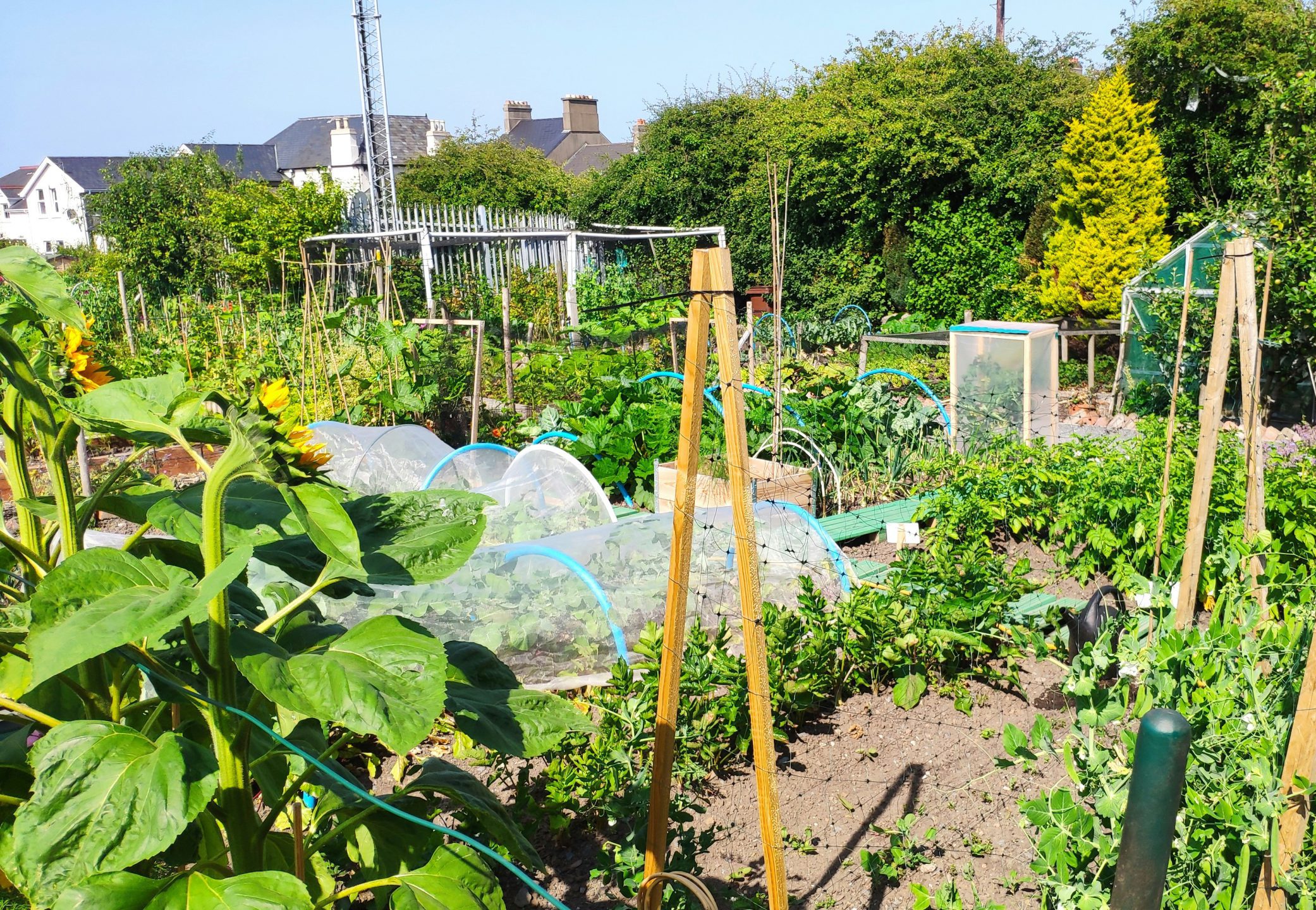 Kleingarten mit Ranken und Beeten