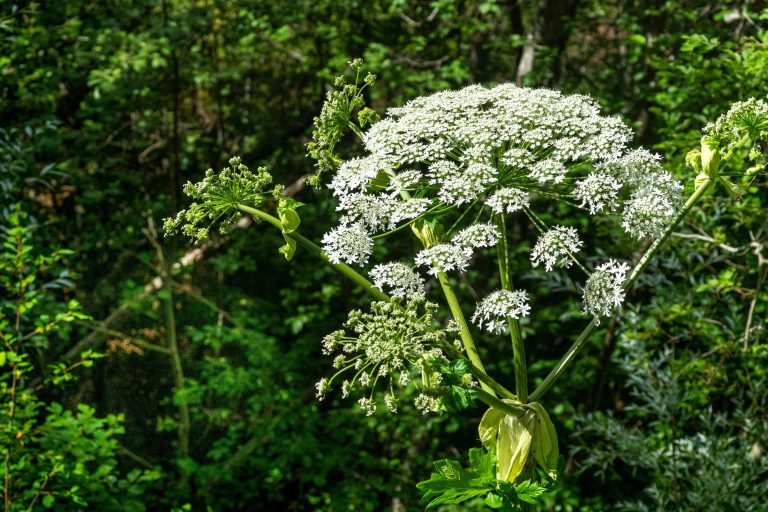 Invasive Arten: Bitte um Bericht zu Vorkommen und Bekämpfung